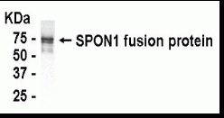 SPON1 Antibody