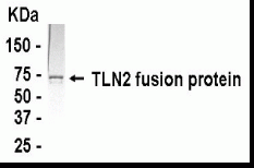 TLN2 Antibody