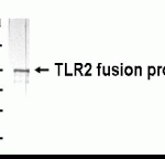 Western Blot: E coli-derived fusion protein as test antigen. XW-7622 dilution: 1:2,000 and Goat anti-IgY-HRP dilution: 1:1,000.
