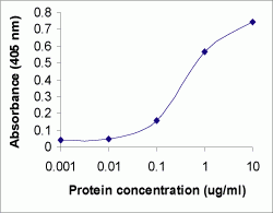 Transferrin Antibody