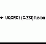 Western blot detection of UQCRC2(C-223) antibody.