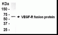 VEGF-R2 Antibody