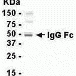 Human plasma protein as test antigen. Affinity-purified IgY dilution: 1:2000, Goat anti-IgY-HRP dilution: 1:1000. Colorimetric method for signal development.