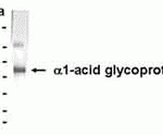 Human plasma Alpha-1 acid glycoprotein as test antigen. Affi-pure IgY as primary antibody (1 ug/mL), and Rabbit anti-IgY-HRP as 2nd antibody