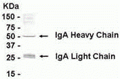IgA IgY Antibody