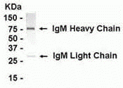 IgM IgY Antibody
