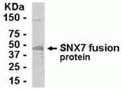MGC8717 Antibody