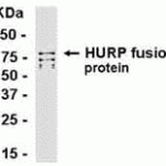 E coli-derived fusion protein as test antigen. Affi-pure IgY dilution: 1:2000, Goat anti-IgY-HRP dilution: 1:1000. Colorimetric method for signal development