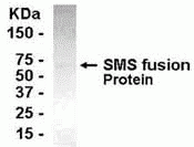 SMS Antibody