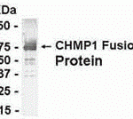 E coli-derived fusion protein as test antigen. Affinity-purified IgY dilution: 1:2000, Goat anti-IgY-HRP dilution: 1:1000. Colorimetric method for signal development.