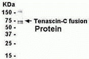 TNC Antibody