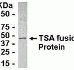 E coli-derived fusion protein as test antigen. Affinity-purified IgY dilution: 1:2000, Goat anti-IgY-HRP dilution: 1:1000. Colorimetric method for signal development.