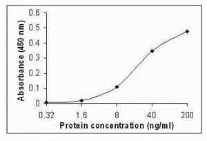 CCL4 Antibody