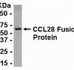 E coli-derived fusion protein as test antigen. Affinity-purified IgY dilution: 1:2000, Goat anti-IgY-HRP dilution: 1:1000. Colorimetric method for signal development.