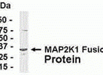 E coli-derived fusion protein as test antigen. Affinity-purified IgY dilution: 1:2000, Goat anti-IgY-HRP dilution: 1:1000. Colorimetric method for signal development.