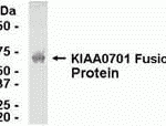 E coli-derived fusion protein as test antigen. Affinity-purified IgY dilution: 1:2000, Goat anti-IgY-HRP dilution: 1:1000. Colorimetric method for signal development.