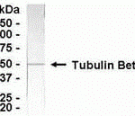 293 cell lysate as test antigen. Affinity-purified IgY dilution: 1:500, Goat anti-IgY-HRP dilution: 1:1000. Colorimetric method for signal development.