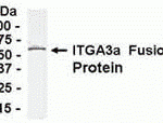 E coli-derived fusion protein as test antigen. Affinity-purified IgY dilution: 1:2000, Goat anti-IgY-HRP dilution: 1:1000. Colorimetric method for signal development.