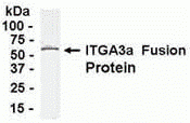 ITGA3 Antibody