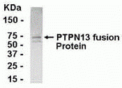 PTPN13 Antibody