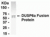 DUSP6 Antibody