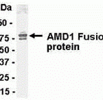 Direct Elisa Test. Protein as test antigen. Affi-pure IgY as primary antibody and Goat anti-IgY HRP as 2nd antibody. Fixed amount of antigen (5 ug/mL) and serial dilutions of antibody.