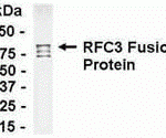 Direct Elisa Test. Protein as test antigen. Affi-pure IgY as primary antibody and Goat anti-IgY HRP as 2nd antibody. Fixed amount of antigen (5 ug/mL) and serial dilutions of antibody.