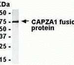 E coli-derived fusion protein as test antigen. anti-CAPZA1 IgY dilution: 1:2000, Goat anti-IgY-HRP dilution: 1:1000. Colorimetric method for signal development.