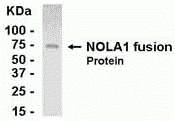 NOLA1 Antibody