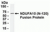 NDUFA10 Antibody