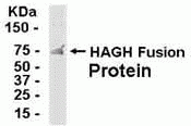 HAGH Antibody