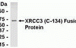 Direct Elisa Test. Protein as test antigen. Affi-pure IgY as primary antibody and Goat anti-IgY HRP as 2nd antibody. Fixed amount of antibody (1 ug/mL) and serial dilutions of antigen. <br><br>E coli-derived fusion protein as test antigen. Affinity-purified IgY dilution: 1:2000, Goat anti-IgY-HRP dilution: 1:1000. Colorimetric method for signal development.