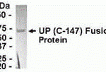 E coli-derived fusion protein as test antigen. Affinity-purified IgY dilution: 1:2000, Goat anti-IgY-HRP dilution: 1:1000. Colorimetric method for signal development.