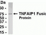 Direct Elisa Test. Protein as test antigen. Affi-pure IgY as primary antibody and Goat anti-IgY HRP as 2nd antibody. Fixed amount of antibody (1 ug/mL) and serial dilutions of antigen. <br><br>E coli-derived fusion protein as test antigen. Affinity-purified IgY dilution: 1:2000, Goat anti-IgY-HRP dilution: 1:1000. Colorimetric method for signal development.