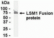 LSM1 Antibody