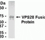 E coli-derived fusion protein as test antigen. Affinity-purified IgY dilution: 1:2000, Goat anti-IgY-HRP dilution: 1:1000. Colorimetric method for signal development.