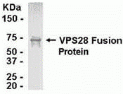 VPS28 Antibody