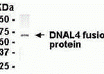E coli-derived fusion protein as test antigen. Affi-pure IgY dilution: 1:2000, Goat anti-IgY-HRP dilution: 1:1000. Colorimetric method for signal development.