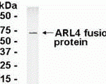 Direct Elisa Test. Protein as test antigen. Affi-pure IgY as primary antibody and Goat anti-IgY HRP as 2nd antibody. Fixed amount of antibody (1 ug/mL) and serial dilutions of antigen. <br><br>E coli-derived fusion protein as test antigen. Affinity-purified IgY dilution: 1:2000, Goat anti-IgY-HRP dilution: 1:1000. Colorimetric method for signal development.