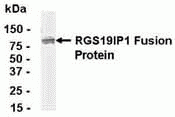 GIPC1 Antibody