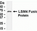 Direct Elisa Test. Protein as test antigen. Affi-pure IgY as primary antibody and Goat anti-IgY HRP as 2nd antibody. Fixed amount of antigen (5 ug/mL) and serial dilutions of antibody. <br><br>E coli-derived fusion protein as test antigen. Affinity-purified IgY dilution: 1:2000, Goat anti-IgY-HRP dilution: 1:1000. Colorimetric method for signal development.