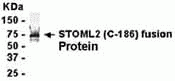 SLP-2 Antibody