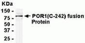 ARFIP2 Antibody