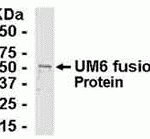 E coli-derived fusion protein as test antigen. Affinity-purified IgY dilution: 1:2000, Goat anti-IgY-HRP dilution: 1:1000. Colorimetric method for signal development.