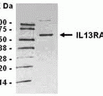 A172 cell extracts (50ug) as test antigen. Affinity-purified IgY dilution: 1:10,000, Goat anti-IgY-HRP dilution: 1:20,000. ECL for signal development. 10-20% non-reducing SDS gel.