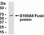 E coli-derived fusion protein as test antigen. Affinity-purified IgY dilution: 1:2000, Goat anti-IgY-HRP dilution: 1:1000. Colorimetric method for signal development.