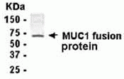 MUC1 Antibody