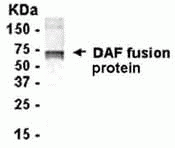 CD55 Antibody