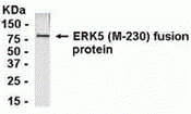 MAPK7 Antibody