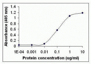 Ghrl Antibody